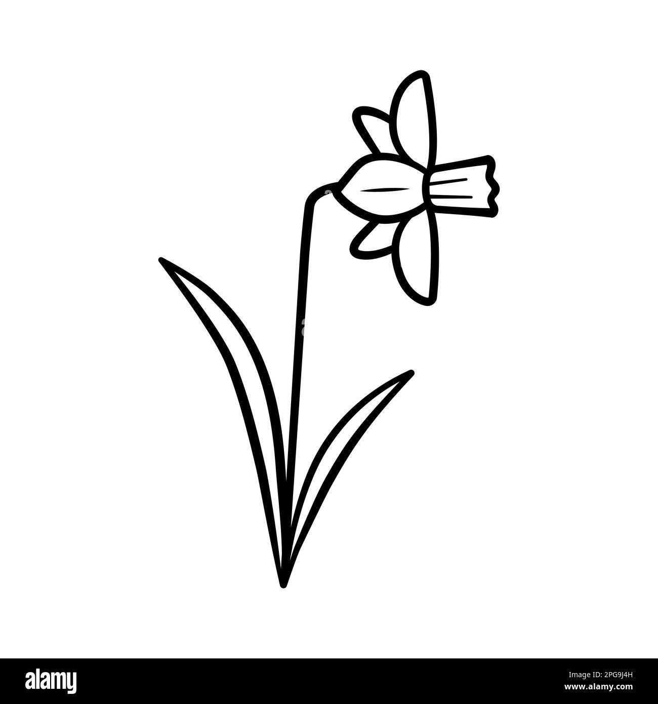 Hand narcissus black and white stock photos images