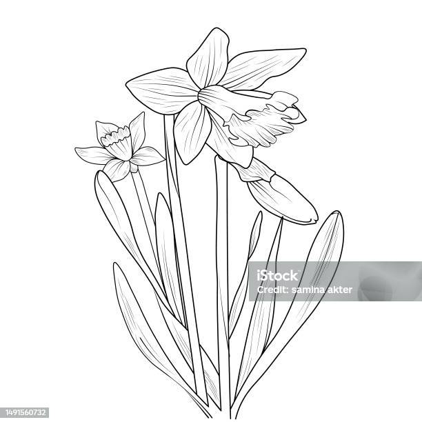 Daffodil flower pencil art black and white outline vector coloring page and book for adults and