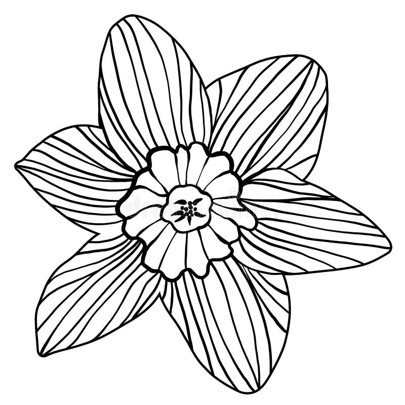 Narcissus tattoo stock illustrations â narcissus tattoo stock illustrations vectors clipart