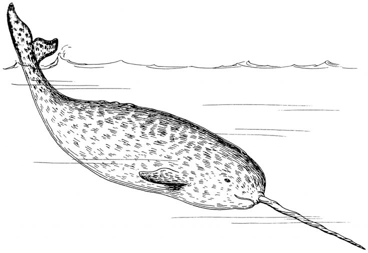 Narwhal coloring pages