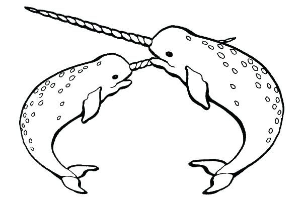 Nawhal desenho