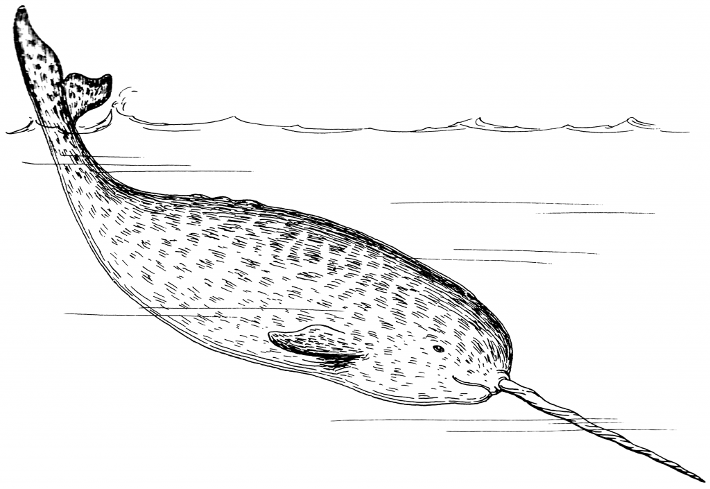Narwhal coloring pages