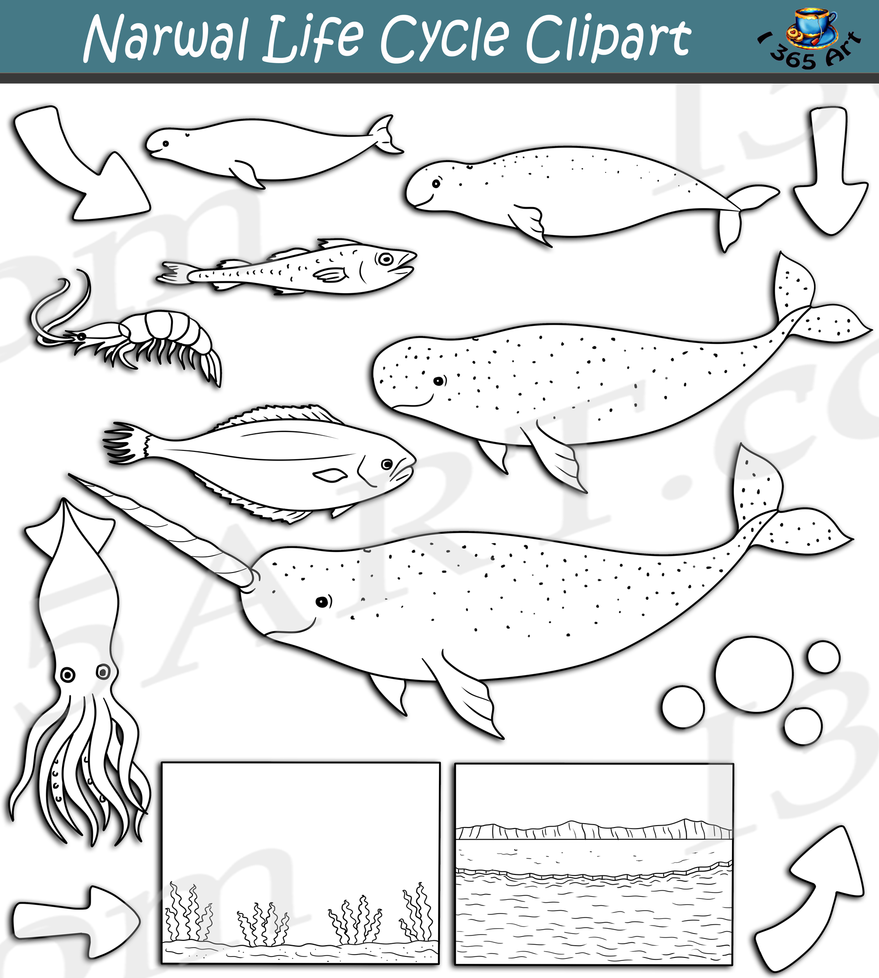 Narwhal life cycle clipart set download