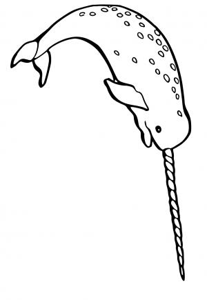 Free printable narwhal coloring pages for adults and kids
