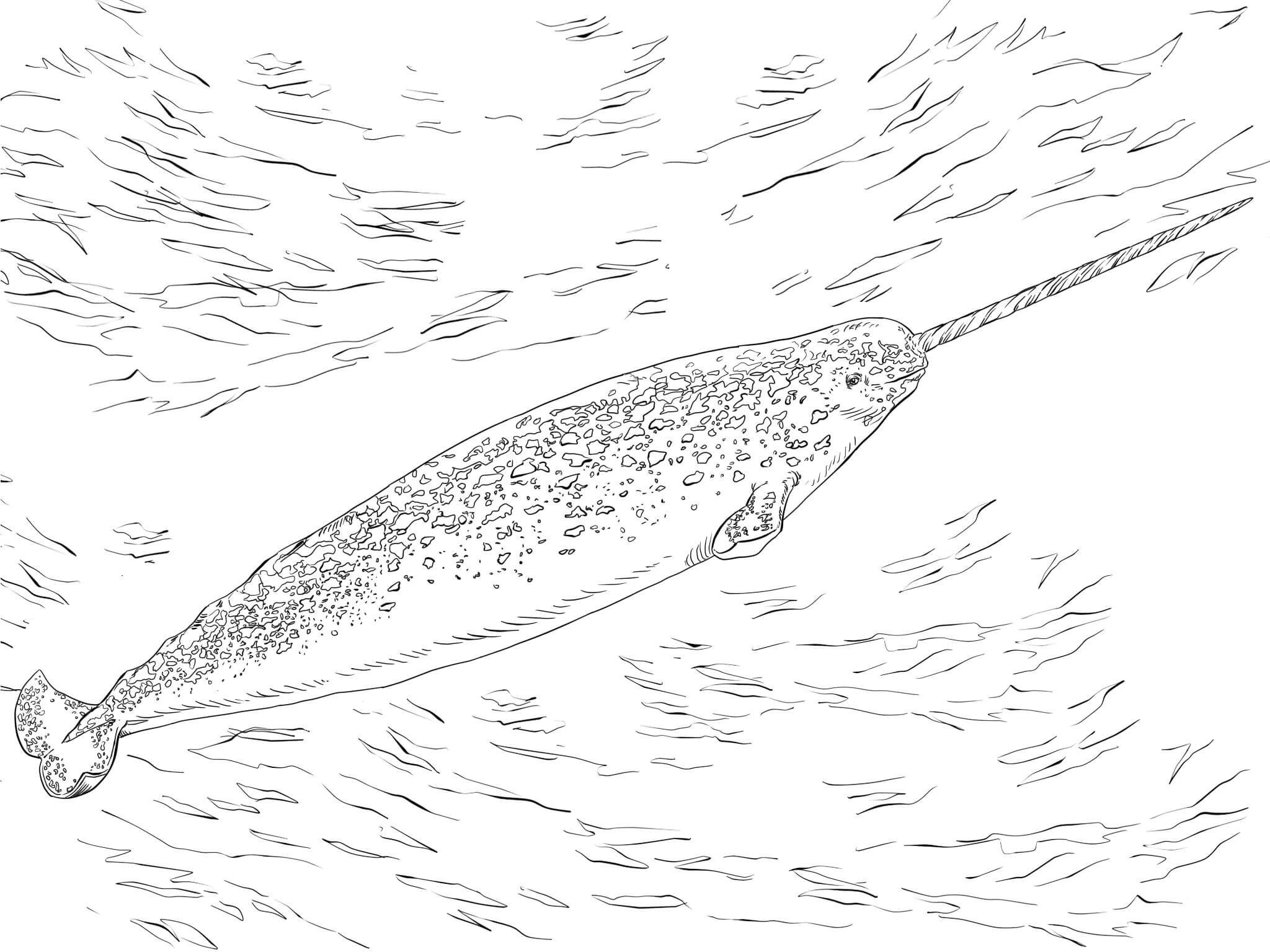 Narwhal coloring pages