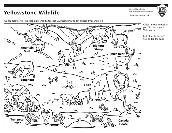 Graphic design student creates coloring pages for national park service