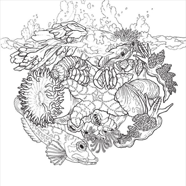 Color the natural world a timber press coloring book by zoe keller paperback barnes noble