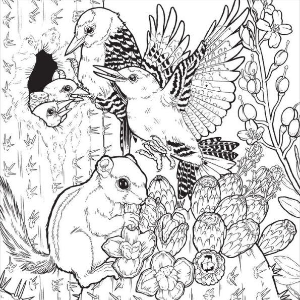 Color the natural world a timber press coloring book by zoe keller paperback barnes noble
