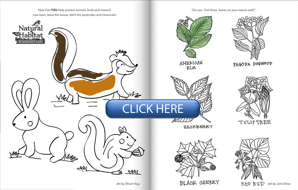Evanston loves nature coloring book