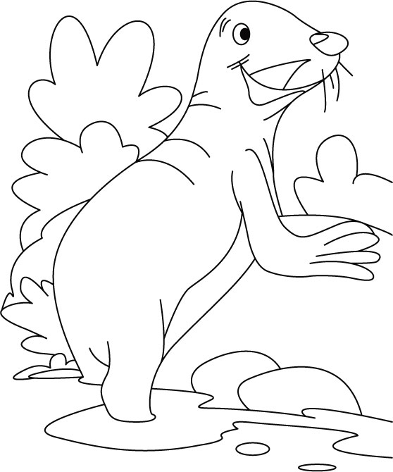 Seal searching meal coloring pages download free seal searching meal coloring pages for kids best coloring pages