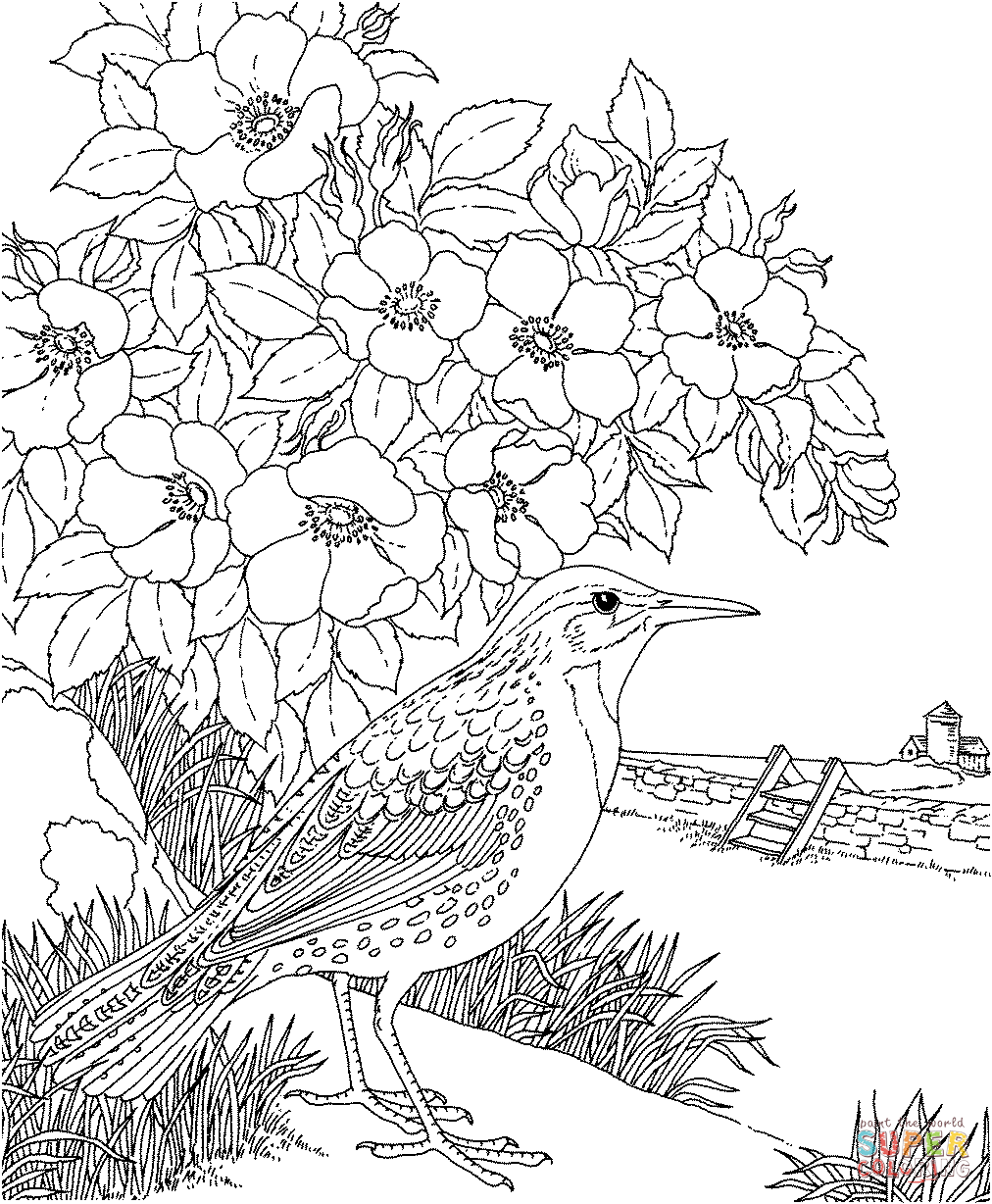 Meadowlark and prairie rose dakota state bird and flower coloring page free printable coloring pages