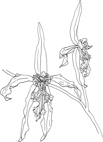 Black orchid coloring page free printable coloring pages