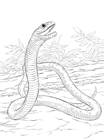 Dibujo de mamba negra para colorear dibujos para colorear imprimir gratis