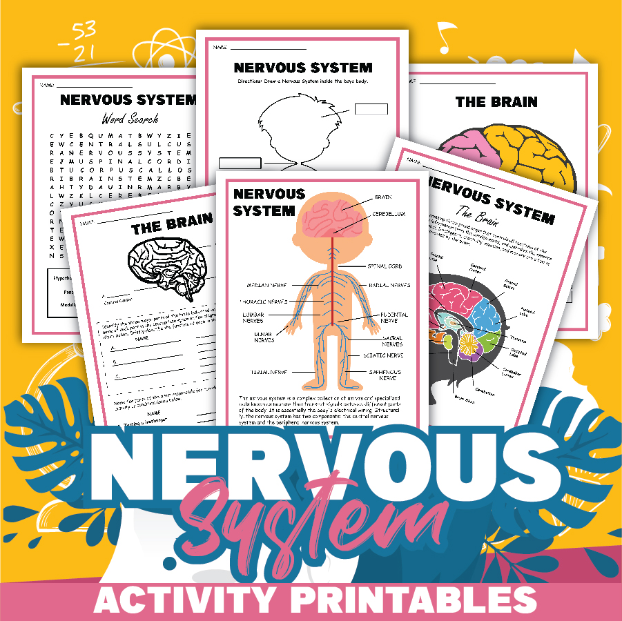 Free science worksheets the nervous system