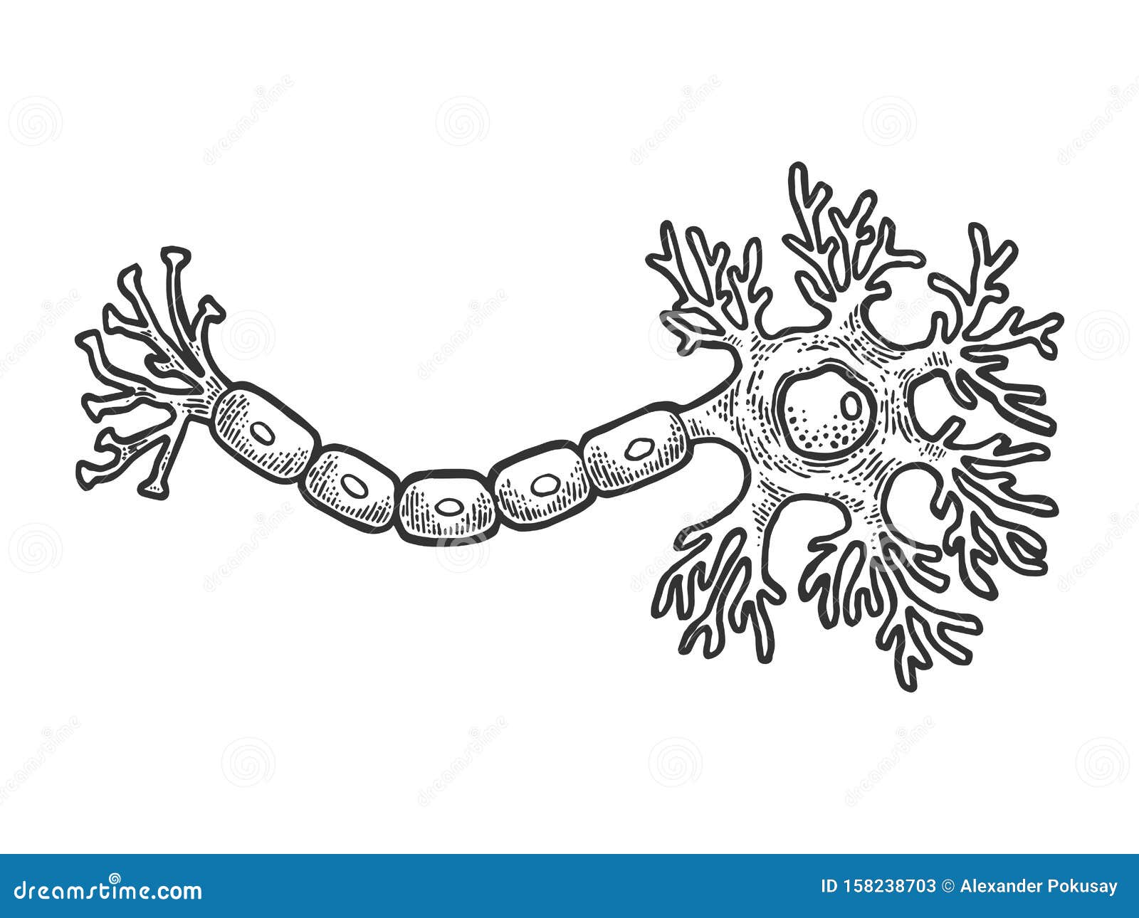 Human brain neuron sketch engraving vector stock vector