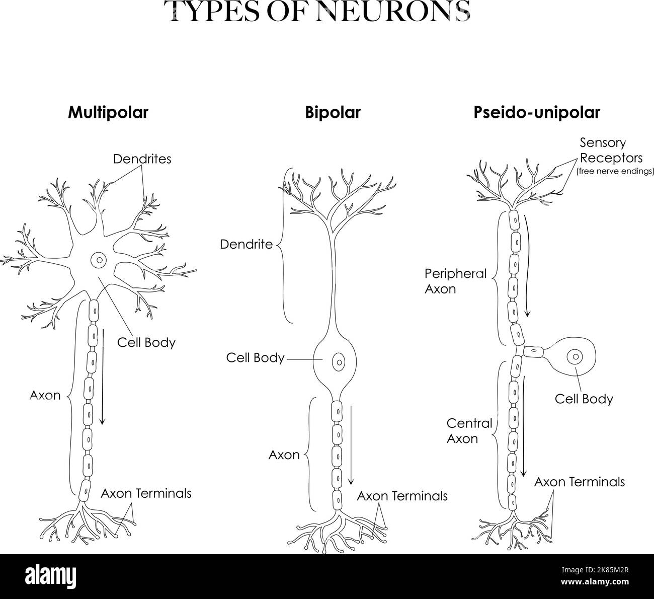 Sensory neurons black and white stock photos images