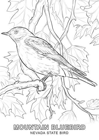 Nevada state bird coloring page free printable coloring pages