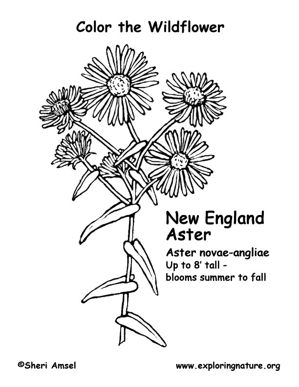 Aster new york coloring page