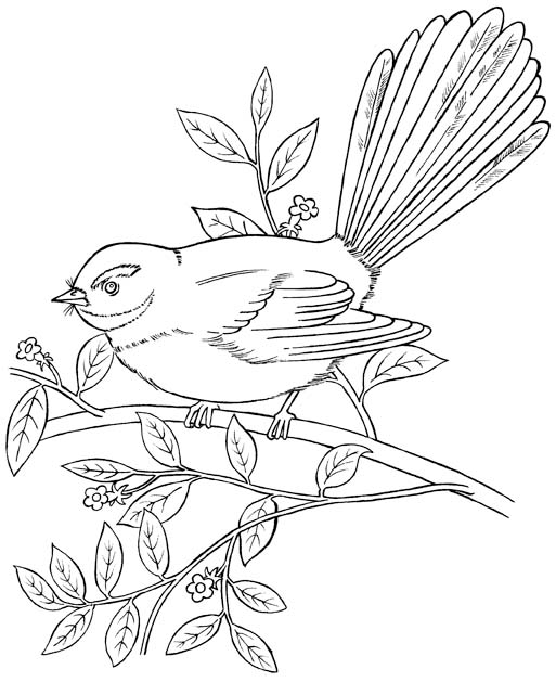 Fantail