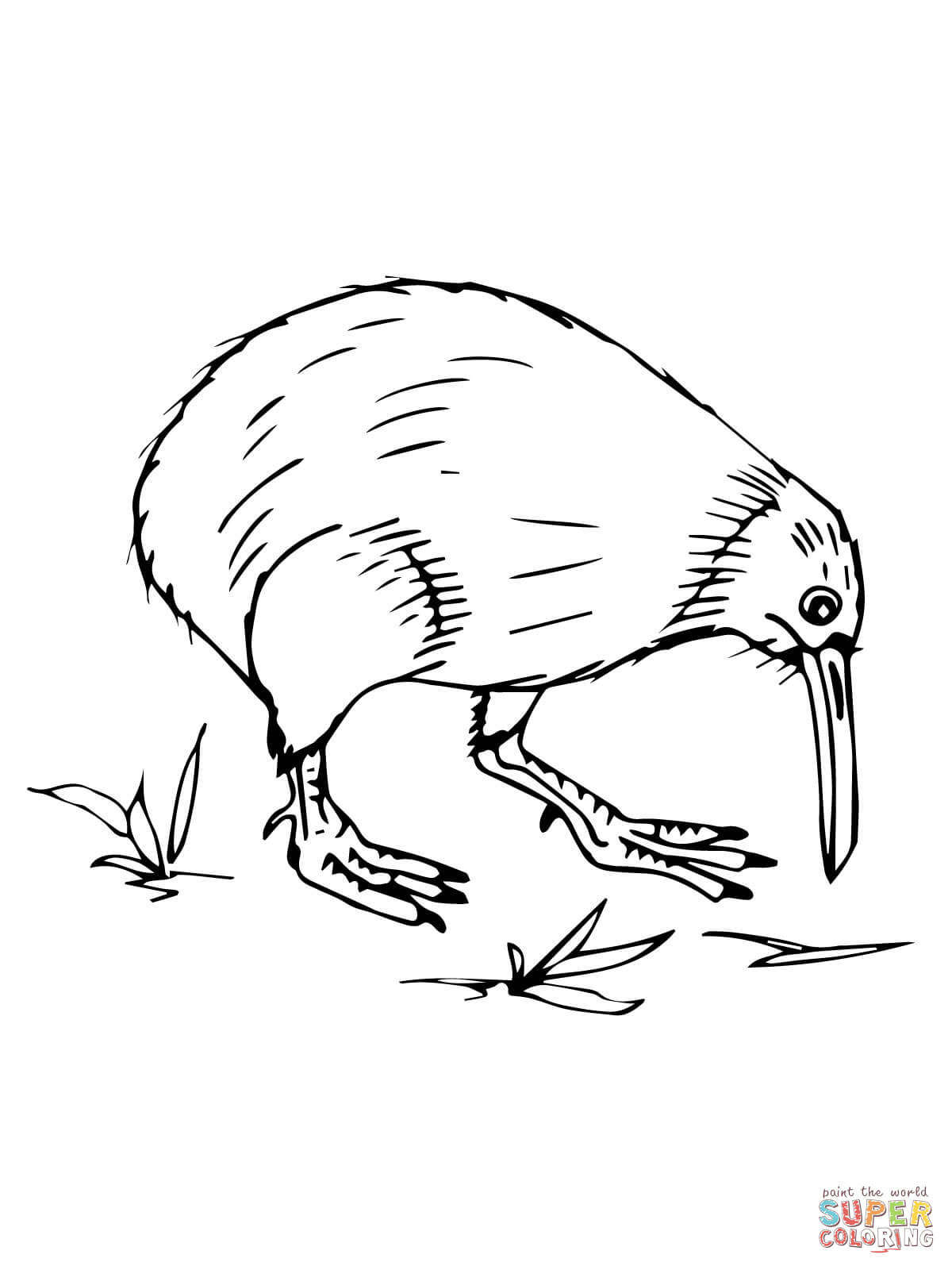 New zealand kiwi coloring page free printable coloring pages