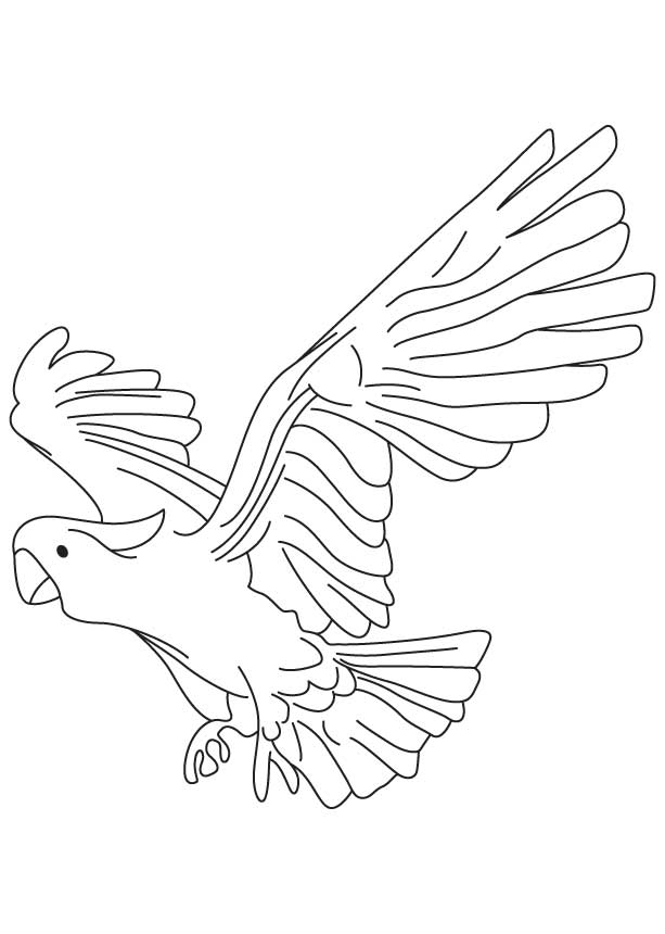 Large new zealand parrot coloring page download free large new zealand parrot coloring page for kids best coloring pages