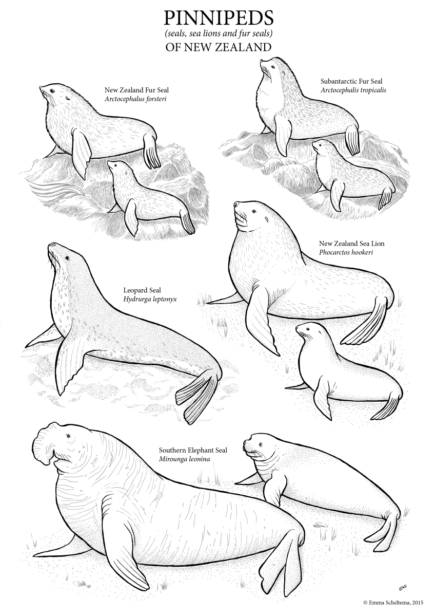 Seals of new zealand