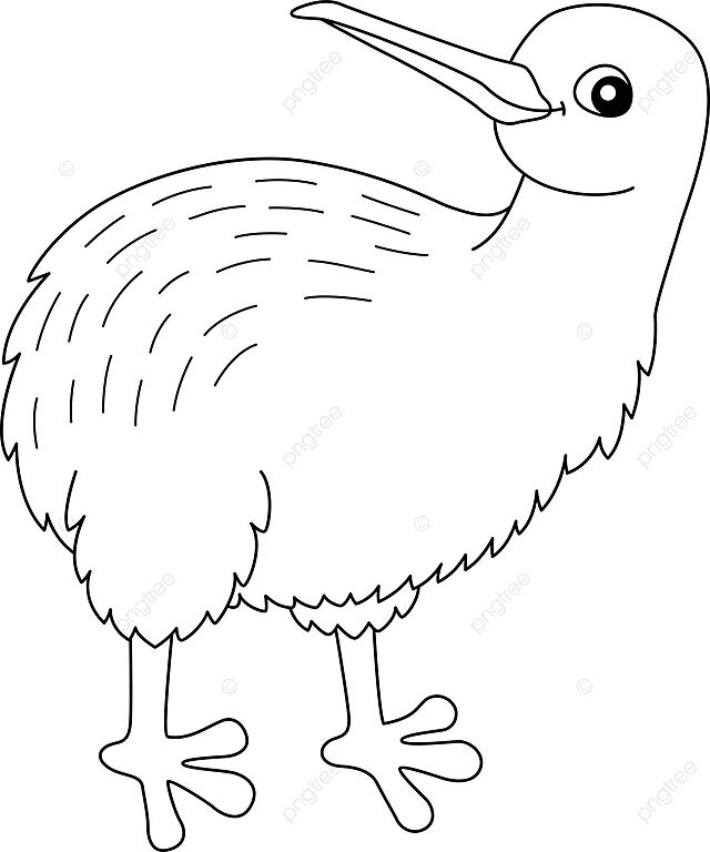Kiwi animal coloring page isolated for kids new zealand line coloring vector new zealand line coloring png and vector with transparent background for free download