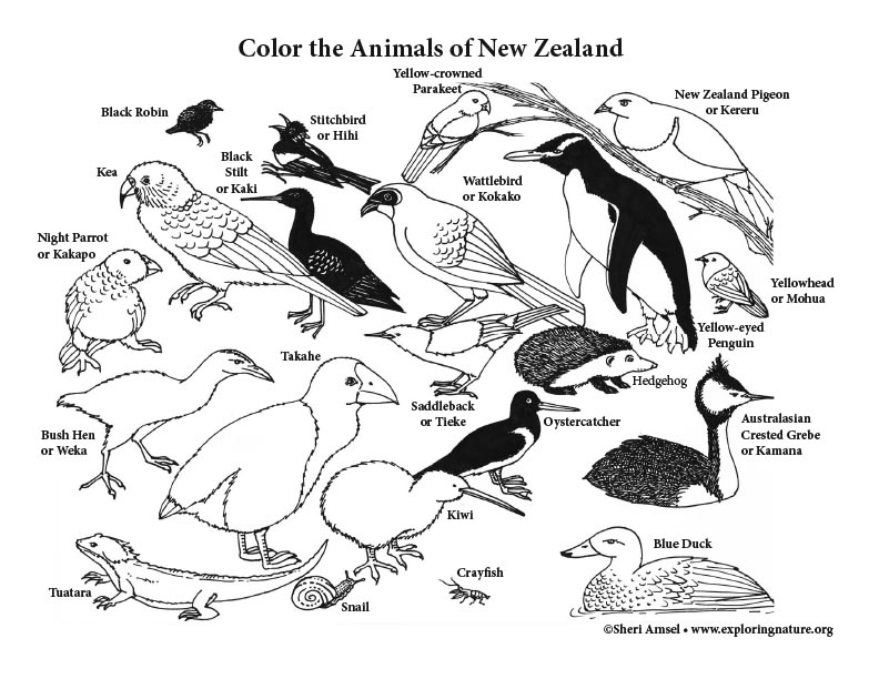 New zealand animals coloring page