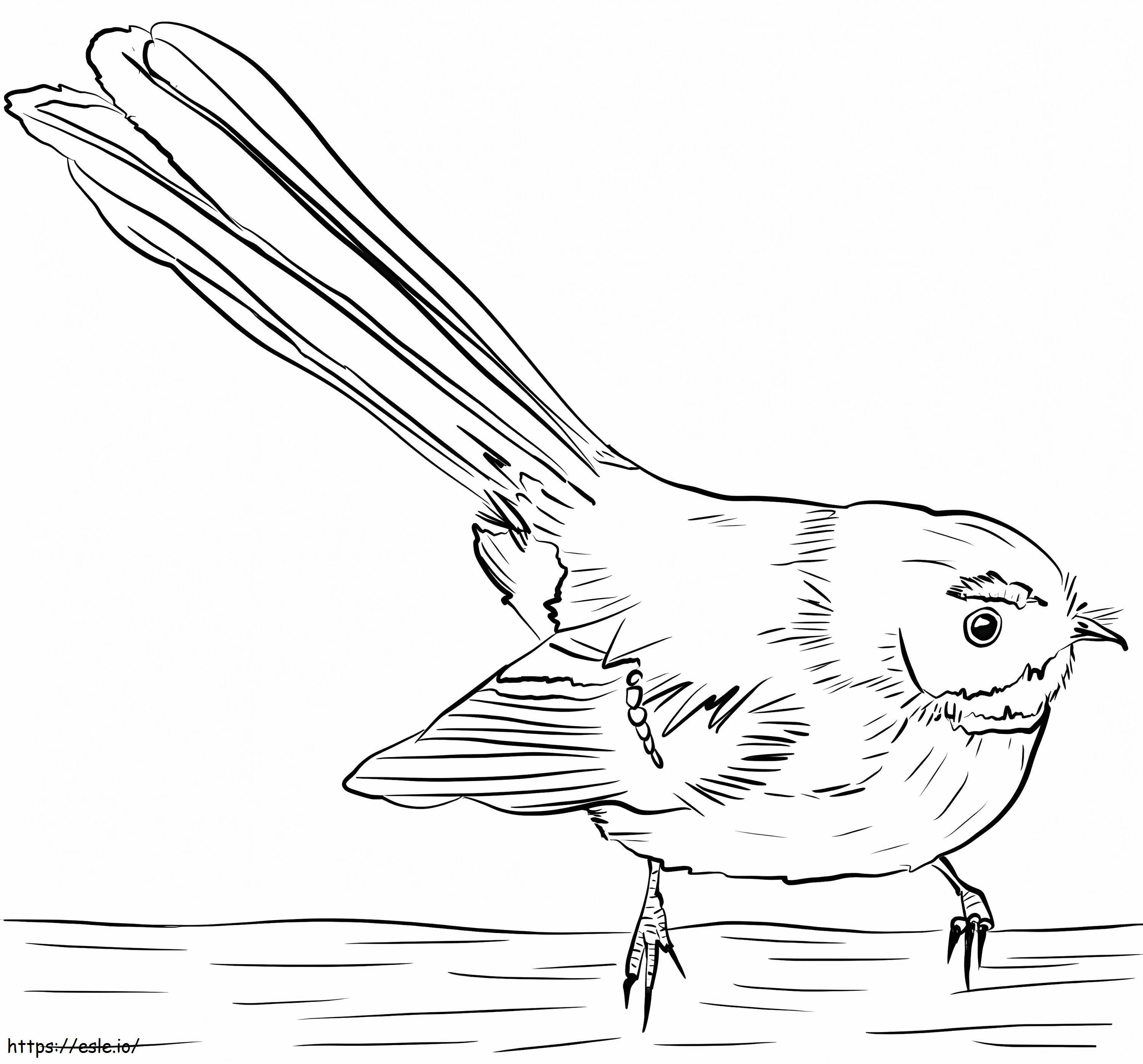 New zealand fantail coloring page