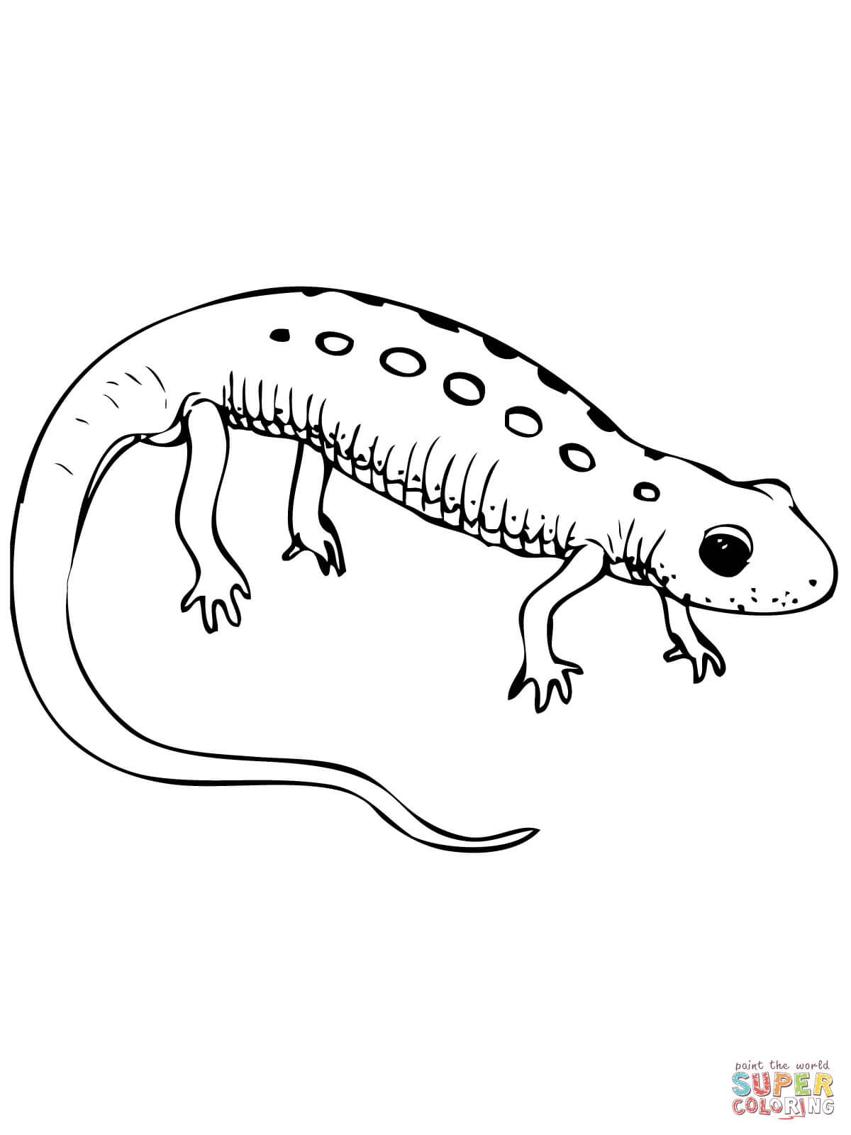 Red spotted newt coloring page free printable coloring pages coloring pages printable coloring pages animal drawings