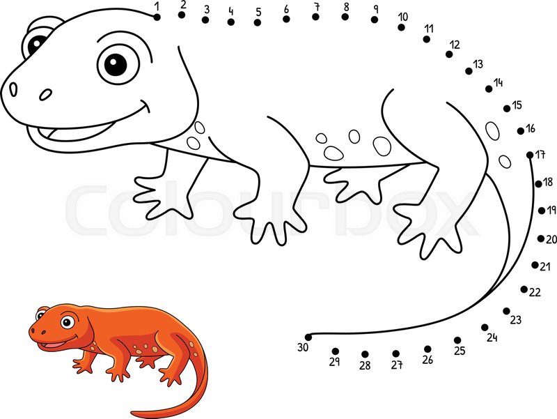 Dot to dot newt animal isolated coloring page stock vector