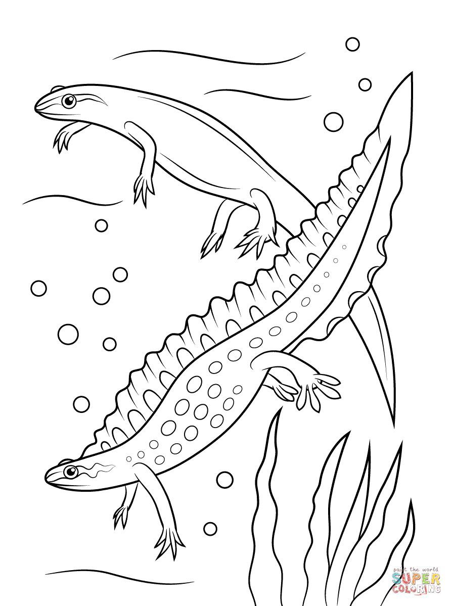 Smooth newts coloring page free printable coloring pages