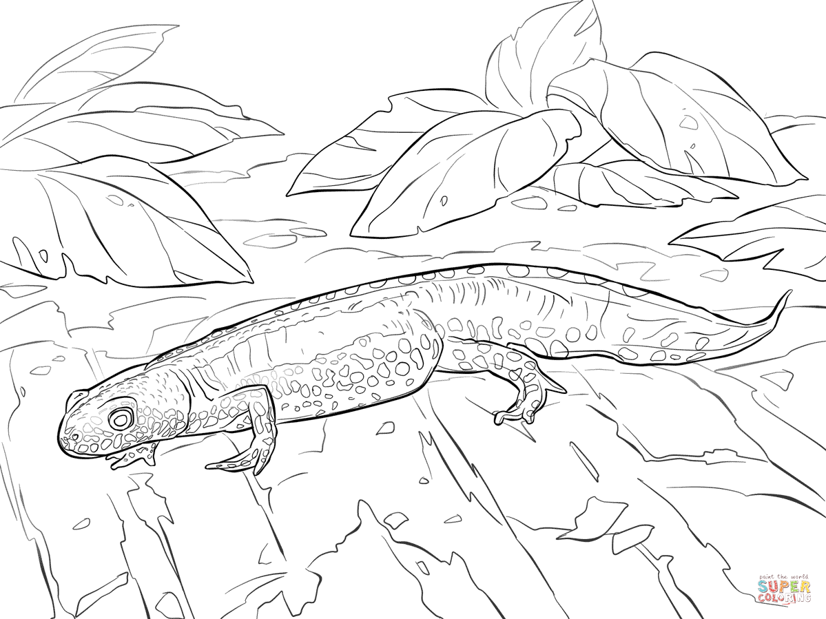 Alpine newt coloring page free printable coloring pages