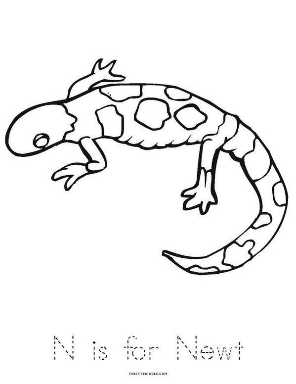 N is for newt worksheet