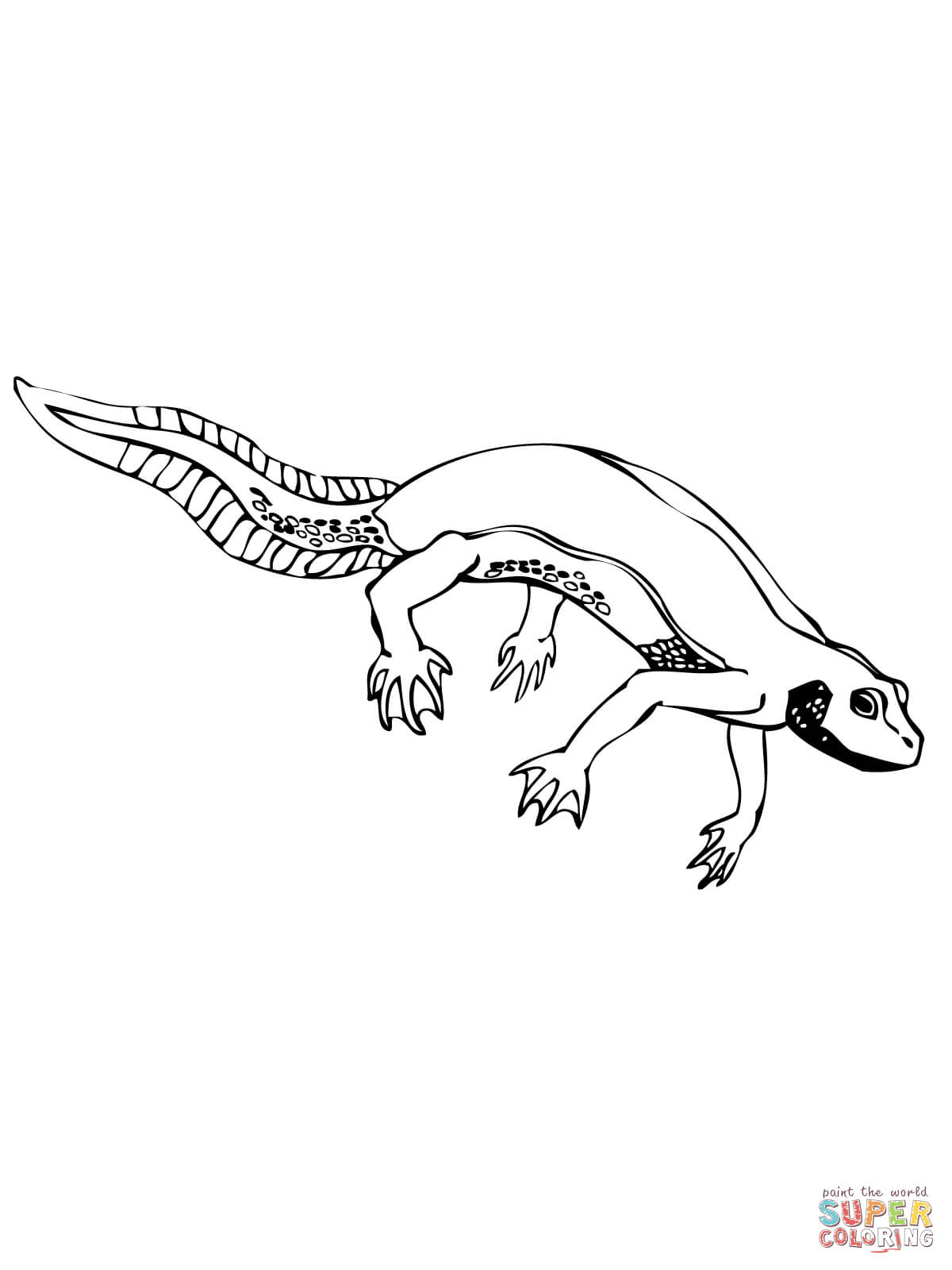 Newt salamander coloring page free printable coloring pages