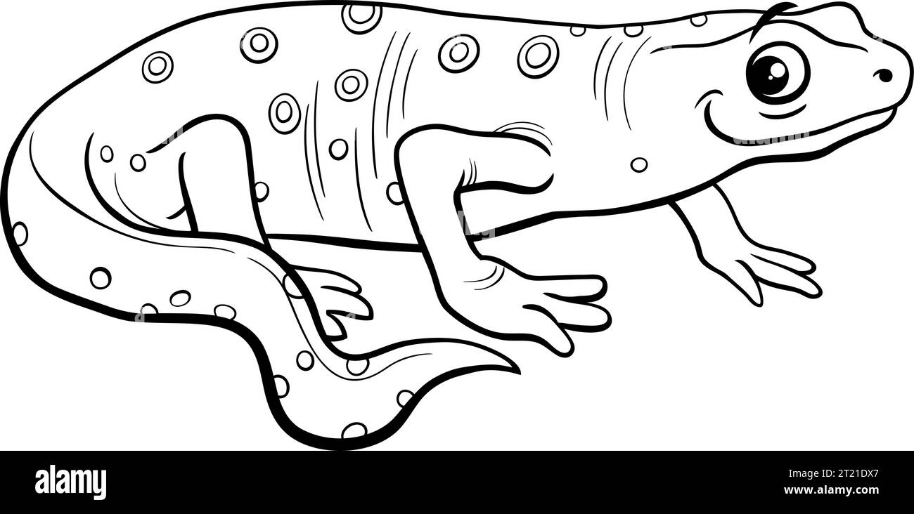 Species of newt black and white stock photos images
