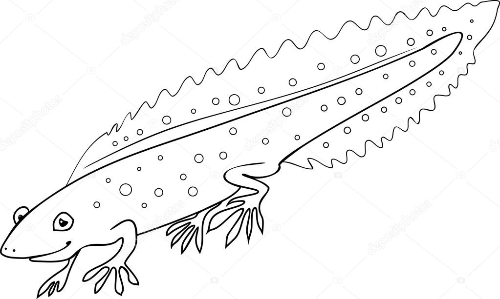 Coloring page crested newt stock vector by mariaflaya