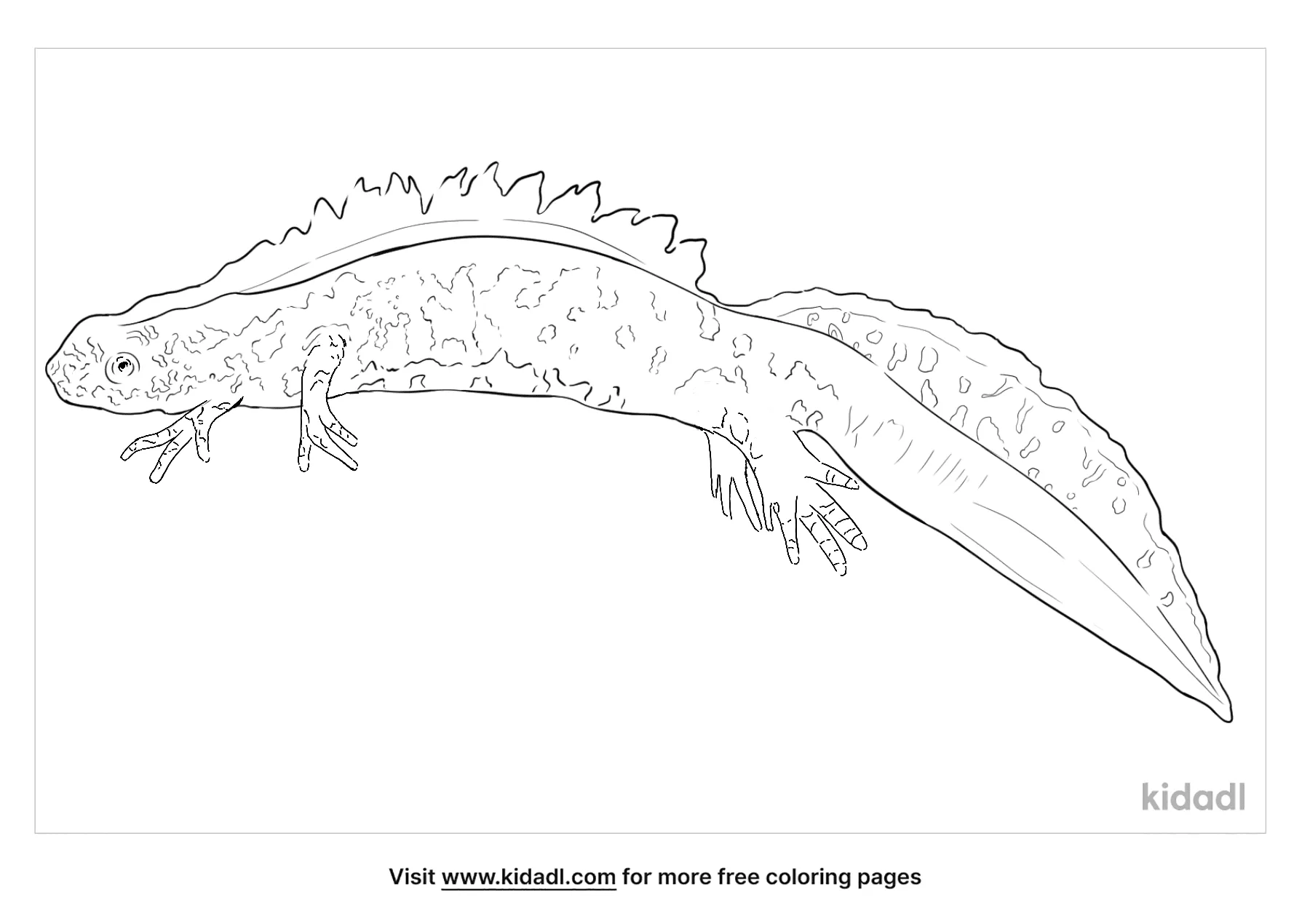Free great crested newt coloring page coloring page printables