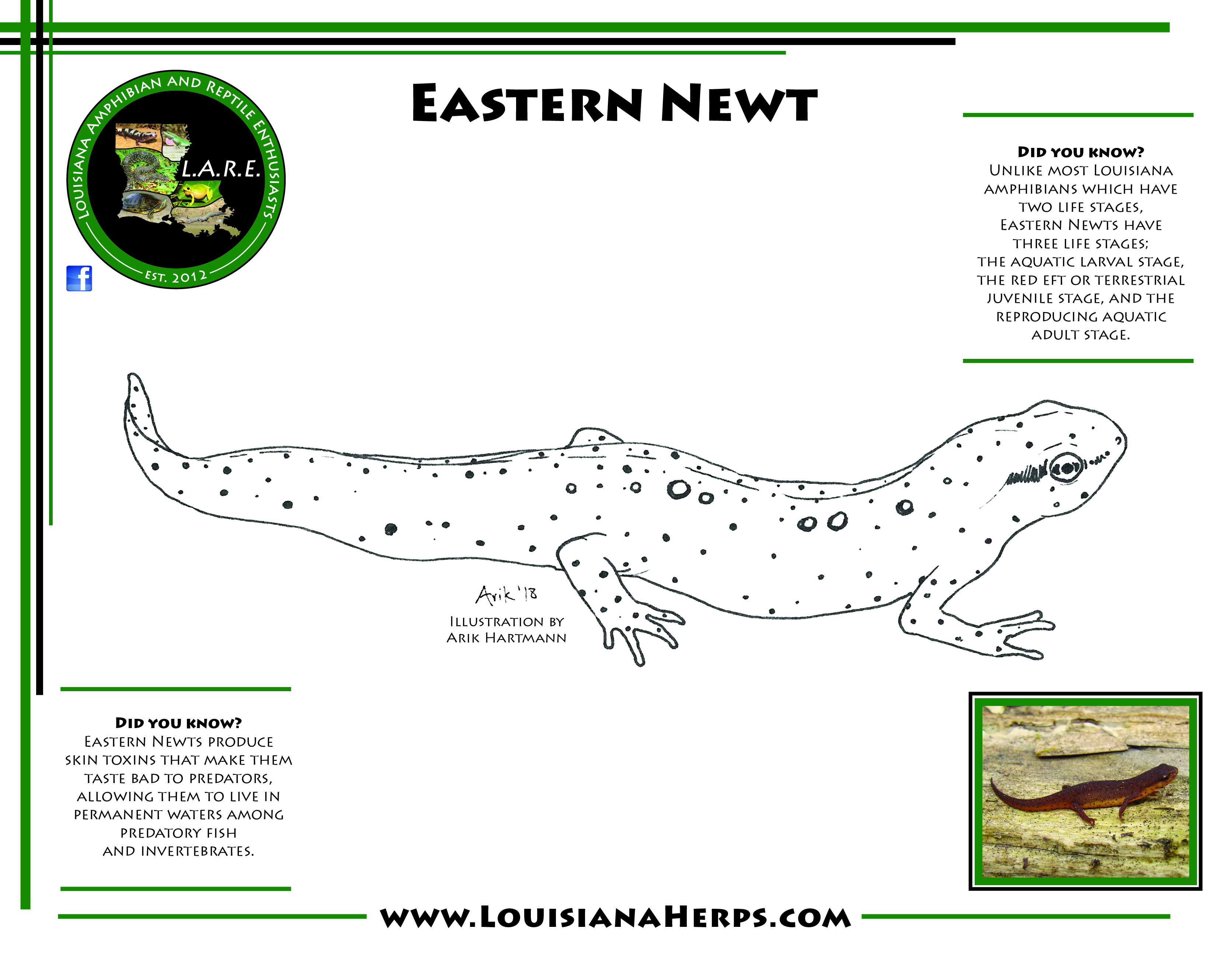Lare coloring pages brad gloriosos personal website amphibians and reptiles of louisiana