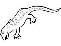 Toads and salamanders coloring pages and printable activities