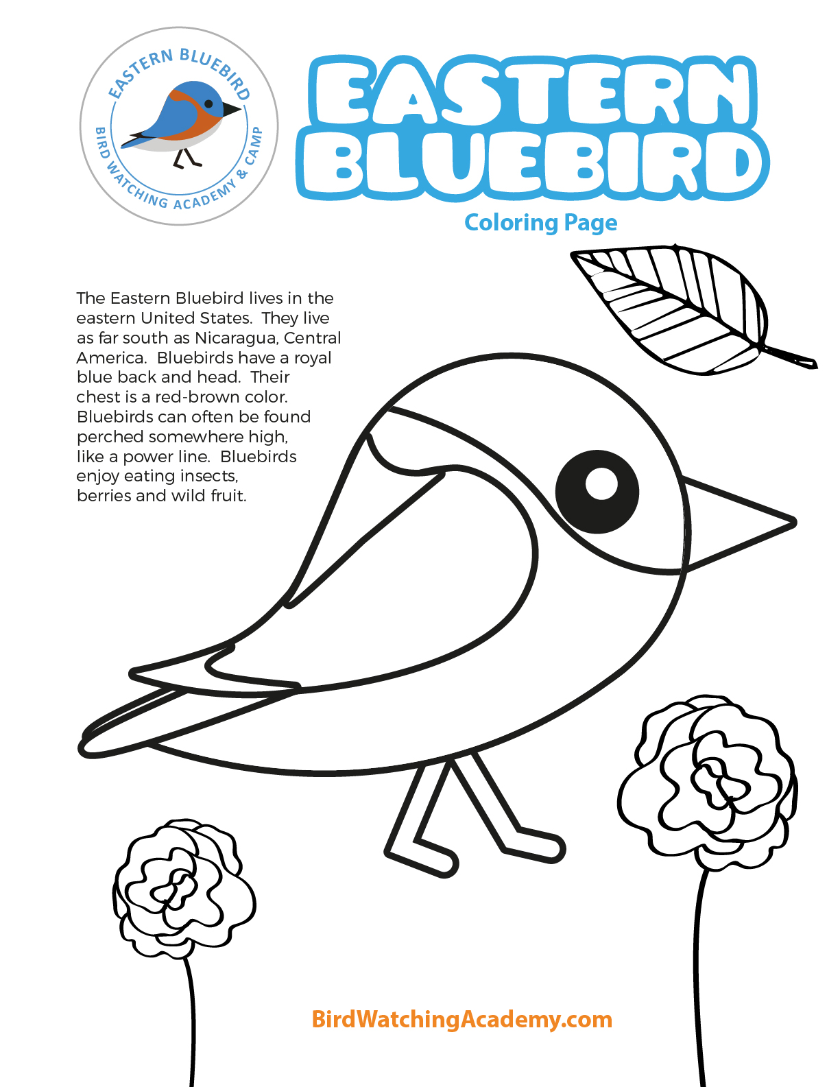 Eastern bluebird coloring page