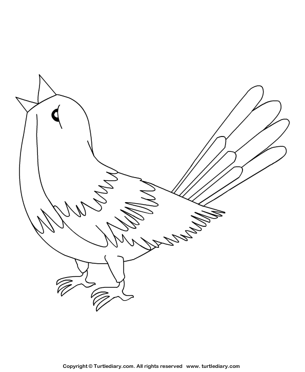 Nightingale coloring sheet turtle diary