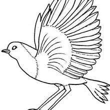 Nightingale coloring pages