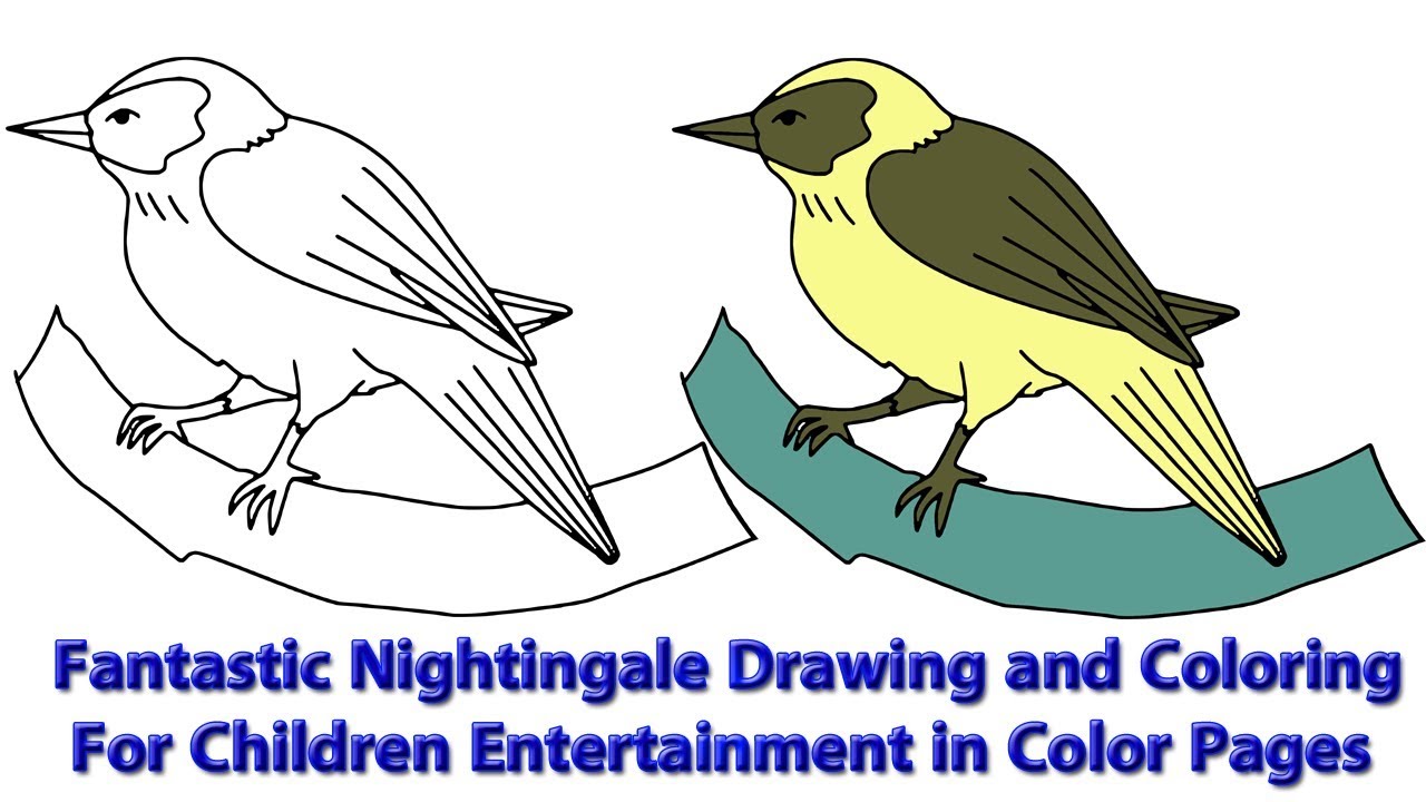 Fantastic nightingale drawing and coloring for children entertainment in color pages