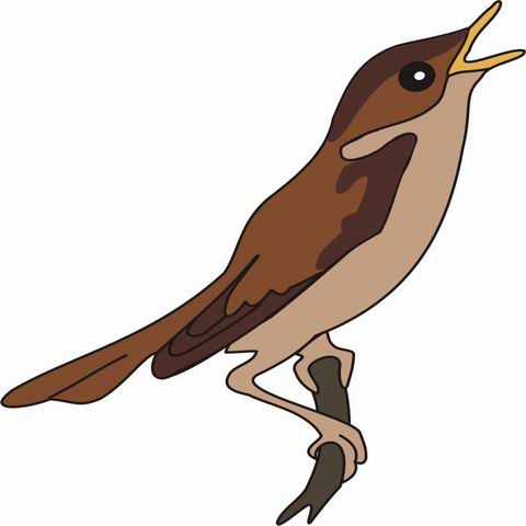 Nightingale coloring pages for kids to color and print