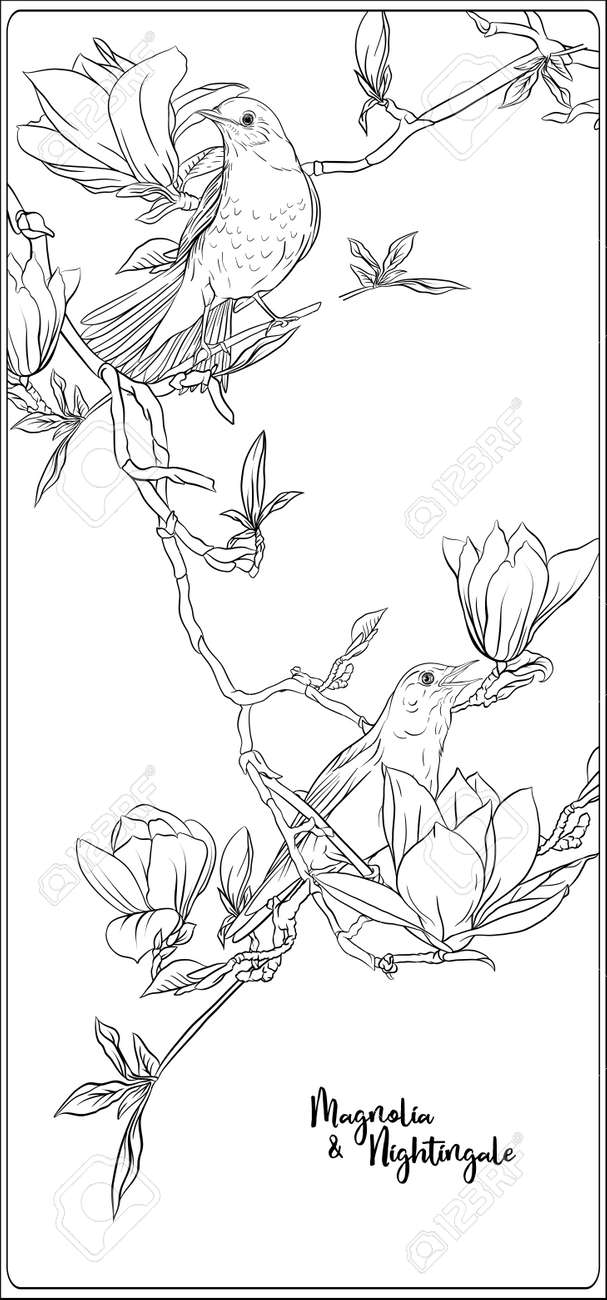 Magnolia tree branch with flowers and nightingale coloring page for the adult coloring book outline hand drawing vector illustration royalty free svg cliparts vectors and stock illustration image