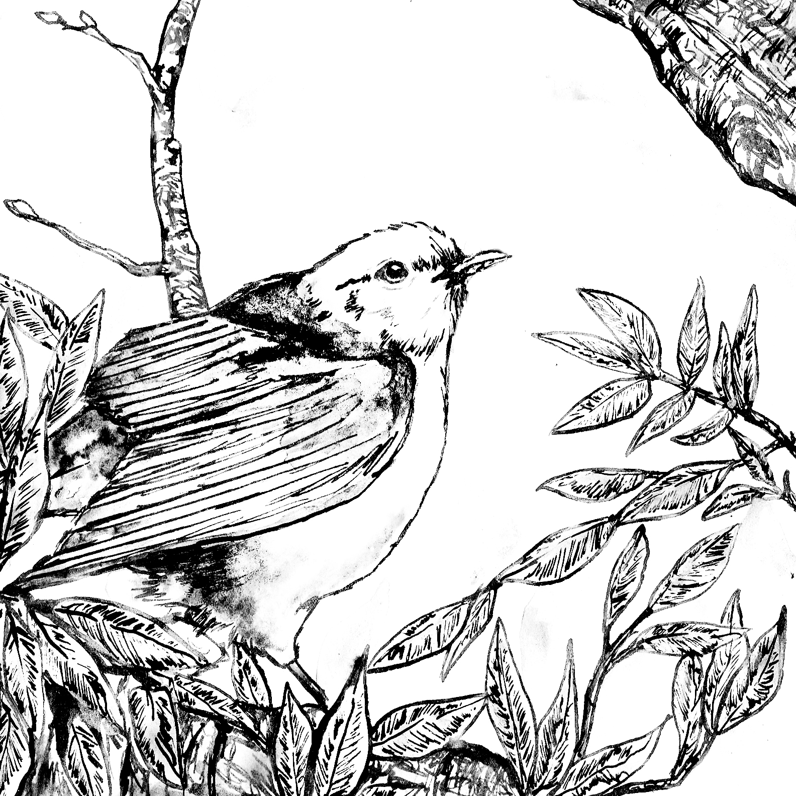 Coloring pages â home
