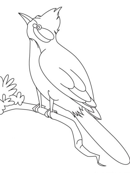 A nightgale bird watchg colorg page download free a nightgale bird watchg colorg page foâ bird colorg pages animal colorg pages colorg pages