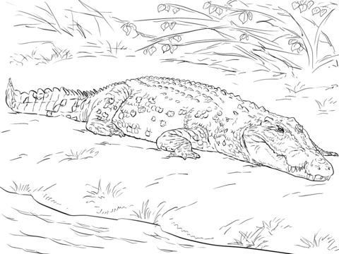 Realistic australian saltwater crocodile coloring page free printable coloring pages animal templates australian animals australian saltwater crocodile