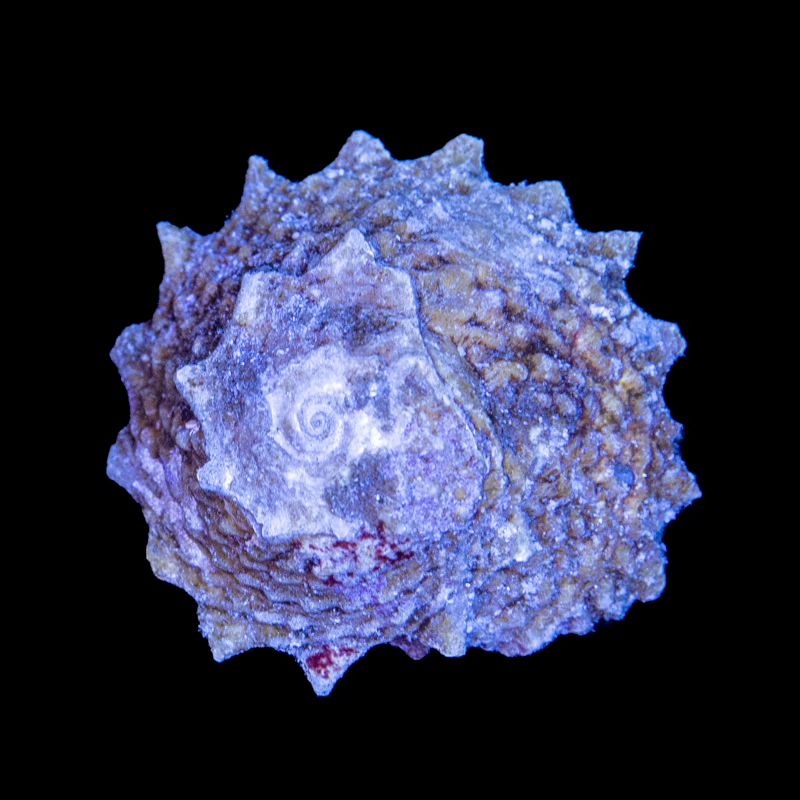 Ninja star snails